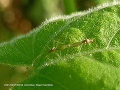 Insecta