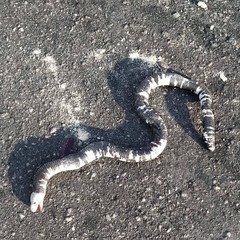 Amphisbaena fuliginosa amazonica