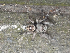 Phidippus bidentatus