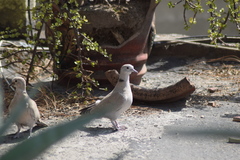 Streptopelia decaocto