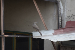 Toxostoma curvirostre