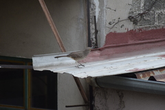 Toxostoma curvirostre