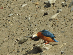 Alcedo atthis