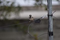 Passer domesticus