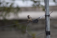 Passer domesticus