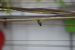 Cynanthus latirostris