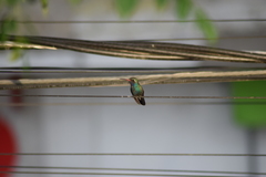 Cynanthus latirostris