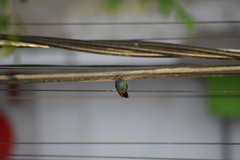 Cynanthus latirostris