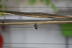 Cynanthus latirostris