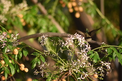 Cynanthus latirostris