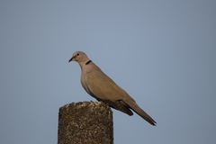 Streptopelia decaocto