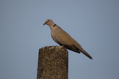 Streptopelia decaocto