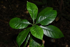 Tarenna