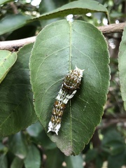 Papilio aegeus aegeus