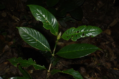 Urophyllum