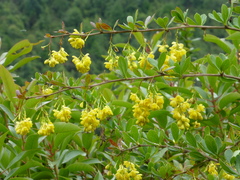 Berberis aristata