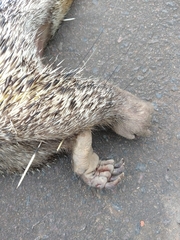 Coendou longicaudatus