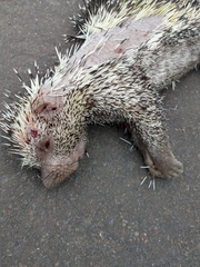 Coendou longicaudatus