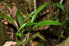 Coelogyne