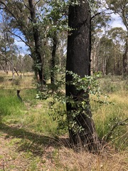 Eucalyptus macarthurii