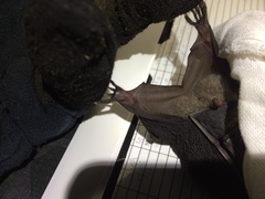 Artibeus obscurus