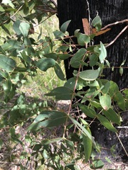 Eucalyptus macarthurii