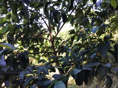 Garcinia brasiliensis
