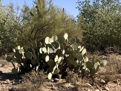 Opuntia engelmannii engelmannii