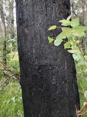 Eucalyptus macarthurii