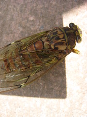 Tanna sozanensis