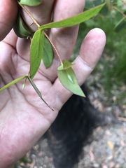 Eucalyptus macarthurii