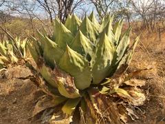Agave cupreata