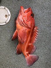 Sebastes ruberrimus