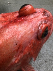 Sebastes ruberrimus