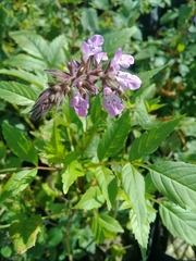 Stachys drummondii