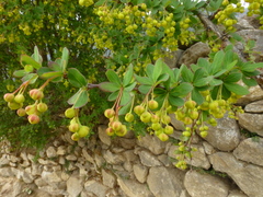 Berberis aristata