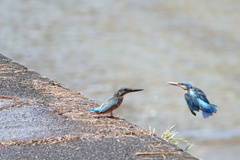 Alcedo atthis