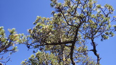 Arceuthobium vaginatum