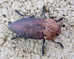 Capnodis tenebricosa