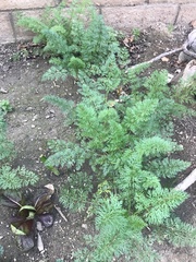 Daucus carota sativus
