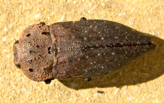 Capnodis tenebricosa