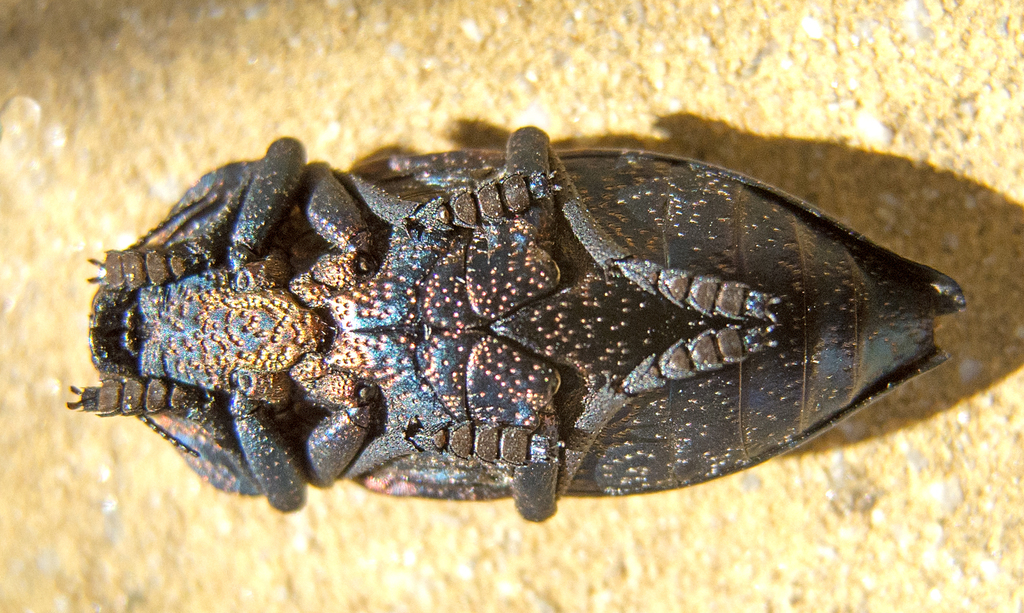 Capnodis tenebricosa