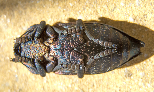 Capnodis tenebricosa