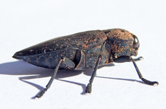 Capnodis tenebricosa