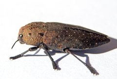 Capnodis tenebricosa