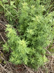 Artemisia lancea