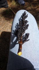 Arceuthobium vaginatum