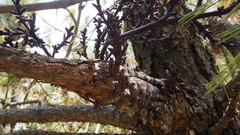 Arceuthobium vaginatum