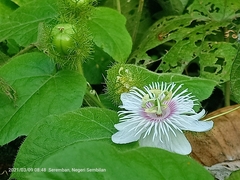 Passiflora foetida