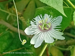 Passiflora foetida